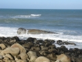 Heaphy "whale" 2009