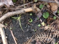 Trotters Gorge orchid