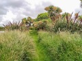 08-Cabbage-trees-and-flaxes