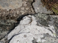 Grand Skink