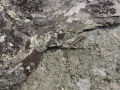 Otago Skink