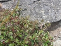 Fuschia species