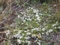 Prostrate Manuka