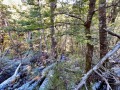 08-More-windfall