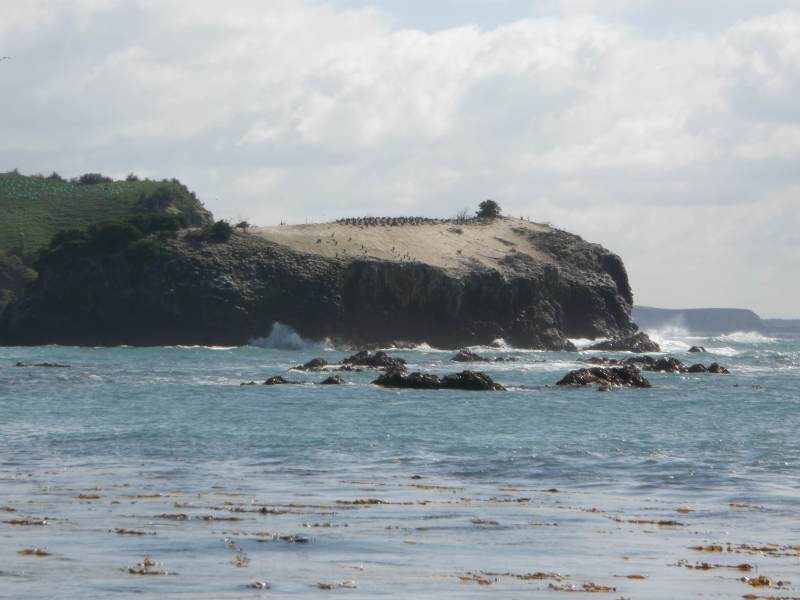 09-Shag-rookery-on-Maukiekie-Island