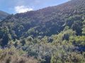 Waianakarua Bush