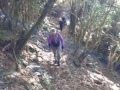 Podocarp Bush