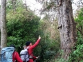 Big Miro tree
