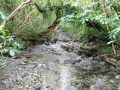 Gunn's stream