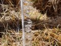 Ice fallen from tower