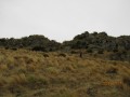 Hill 790