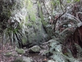 Mossy bank