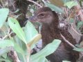Weka stalking