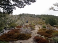 The_bushline_on_Lillburn_Hill