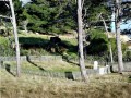 Cemetery