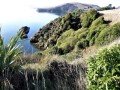 Bushy-cove