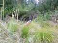 09-Out-from-the-jungle