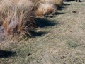 05-Roseneath