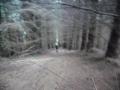 Coming-up-through-the-pine-trees