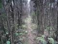 Rosella-Ridge-track