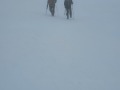 Heading back towards the ski field in poor visibility