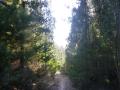 04-Forest-track