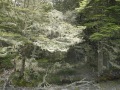 Lichen forest