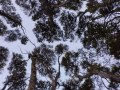 34a-Manuka-canopy