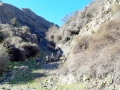Kowhai Grove