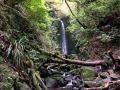 Nicholls Falls