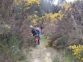 A-bit-of-a-gorse-cut-back-before-Daves-track.-
