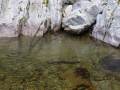 the local eel