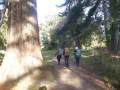 07-Through-the-big-trees